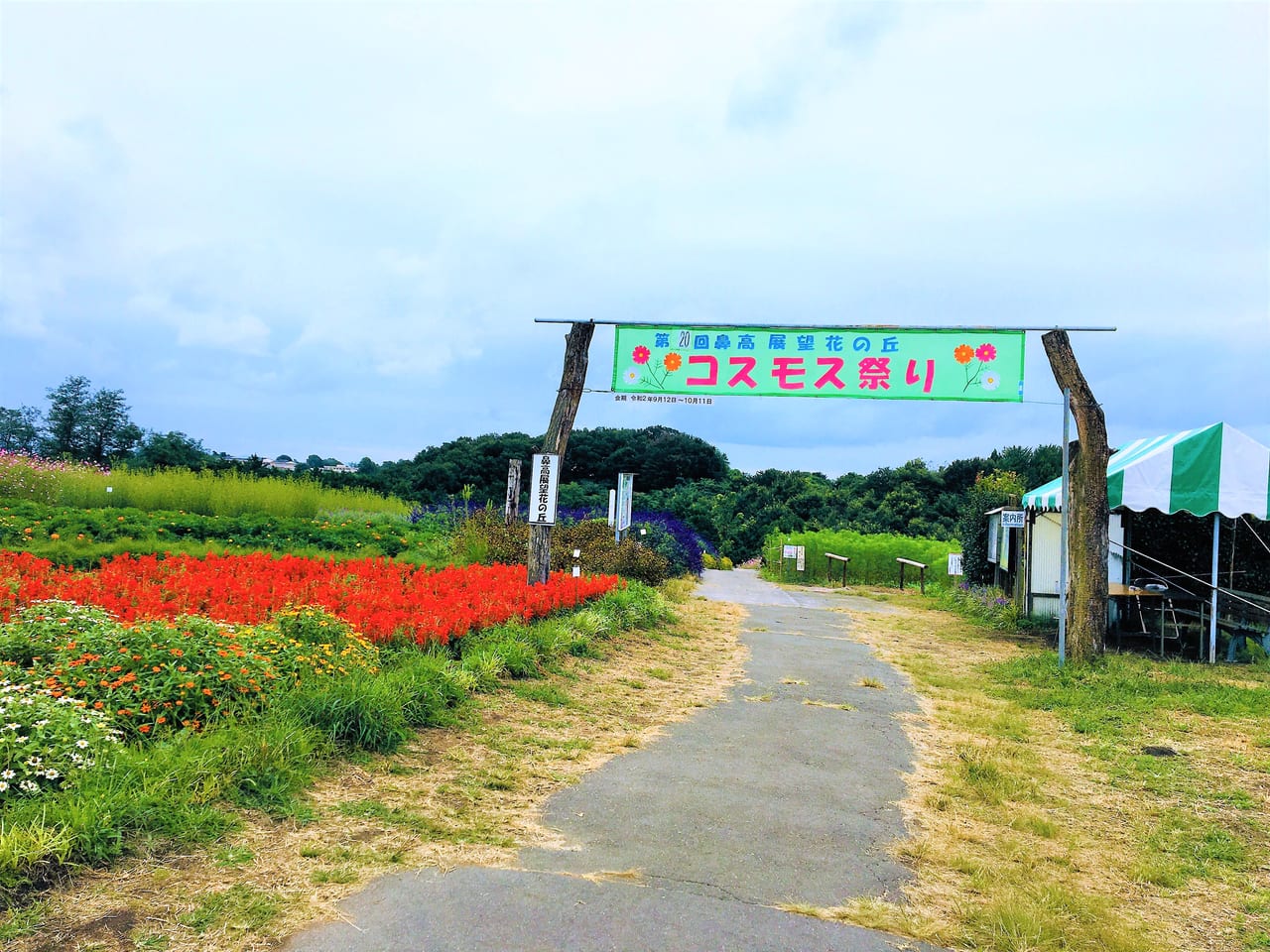 2020年鼻高展望花の丘コスモス祭り