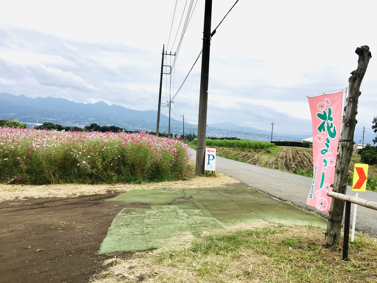 2020年鼻高展望花の丘コスモス祭り駐車場